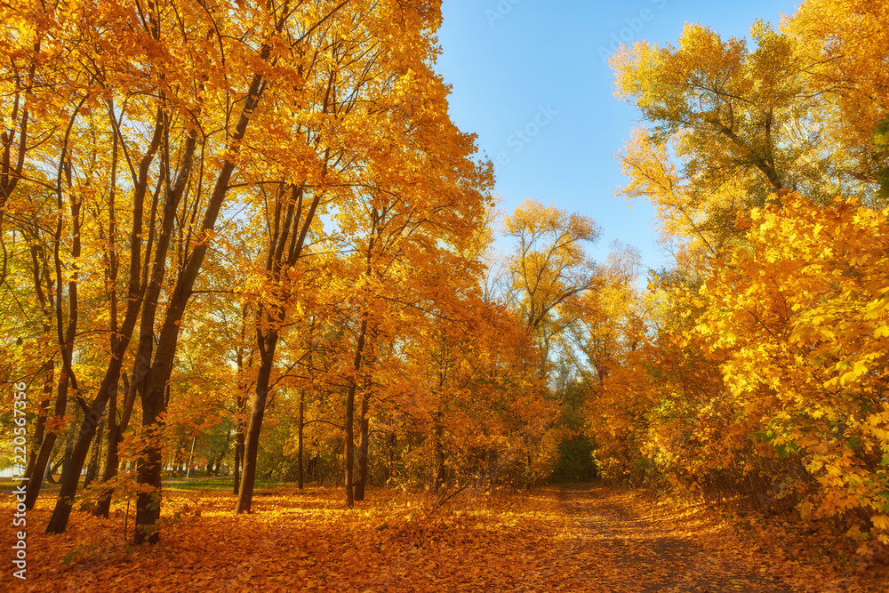 Beautiful romantic alley in a park with colorful trees and sunlight.