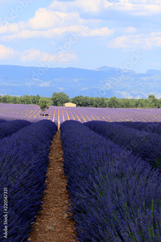 Fototapeta Naklejka Na Ścianę i Meble -  Lavendelfeld in der Provence