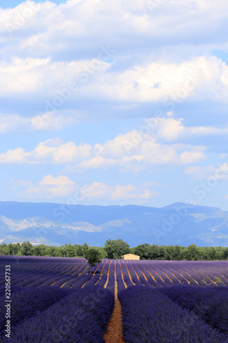 Fototapeta Naklejka Na Ścianę i Meble -  Lavendelfeld in der Provence