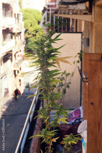 Fresh raw cannabis plant grows in pot at balcony.