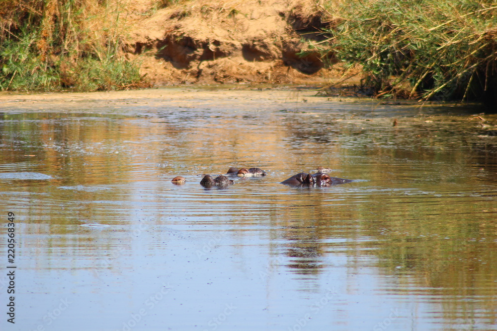Hippos in the water in Kruger National Park - South Africa Hippos in the water in Kruger National Park - South Africa