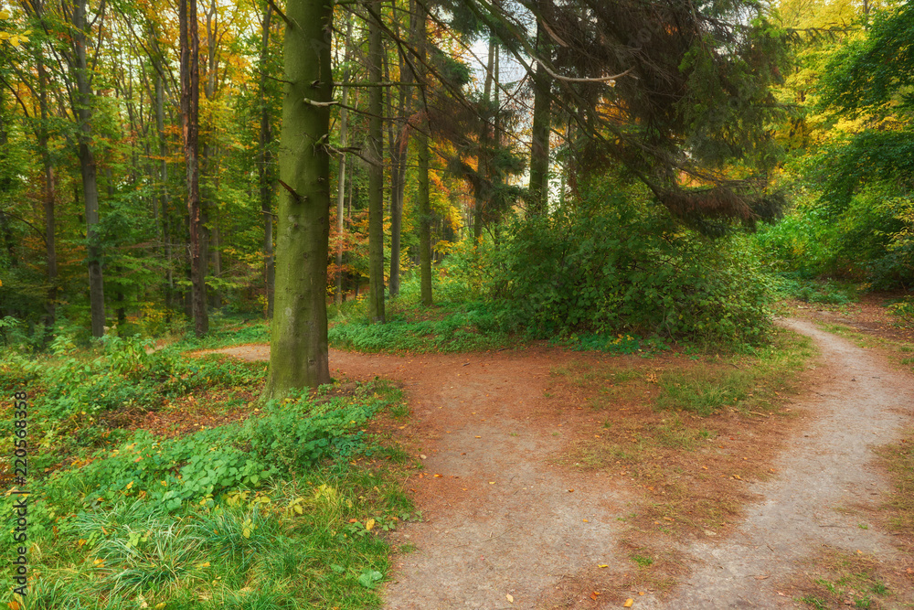 Obraz premium Beautiful romantic alley in a park with colorful trees and sunlight.