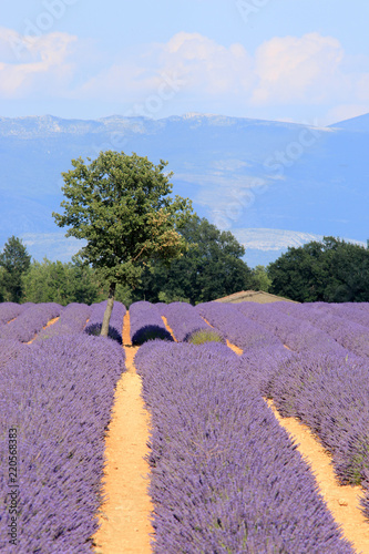 Fototapeta Naklejka Na Ścianę i Meble -  Lavendelfeld in der Provence