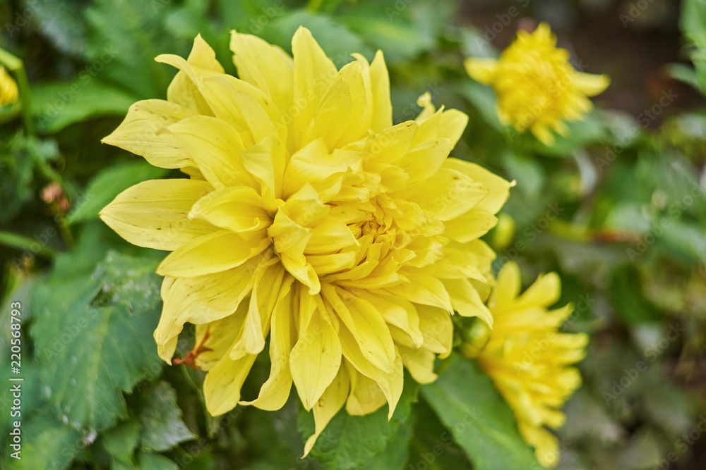 pale yellow chrysanthemum flower background pale yellow chrysanthemum flower background
