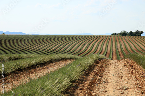 Fototapeta Naklejka Na Ścianę i Meble -  Lavendelfeld in der Provence
