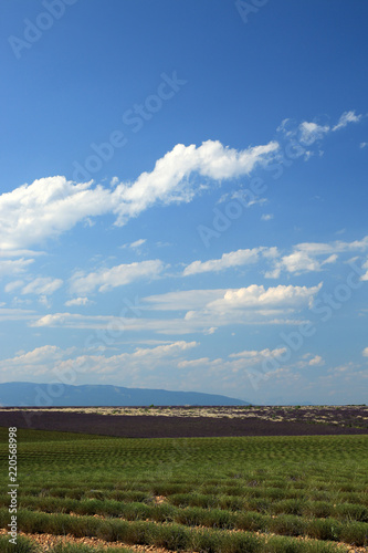 Fototapeta Naklejka Na Ścianę i Meble -  Lavendelfeld in der Provence