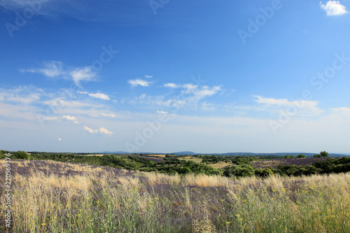 Fototapeta Naklejka Na Ścianę i Meble -  Lavendelfelder in der Provence