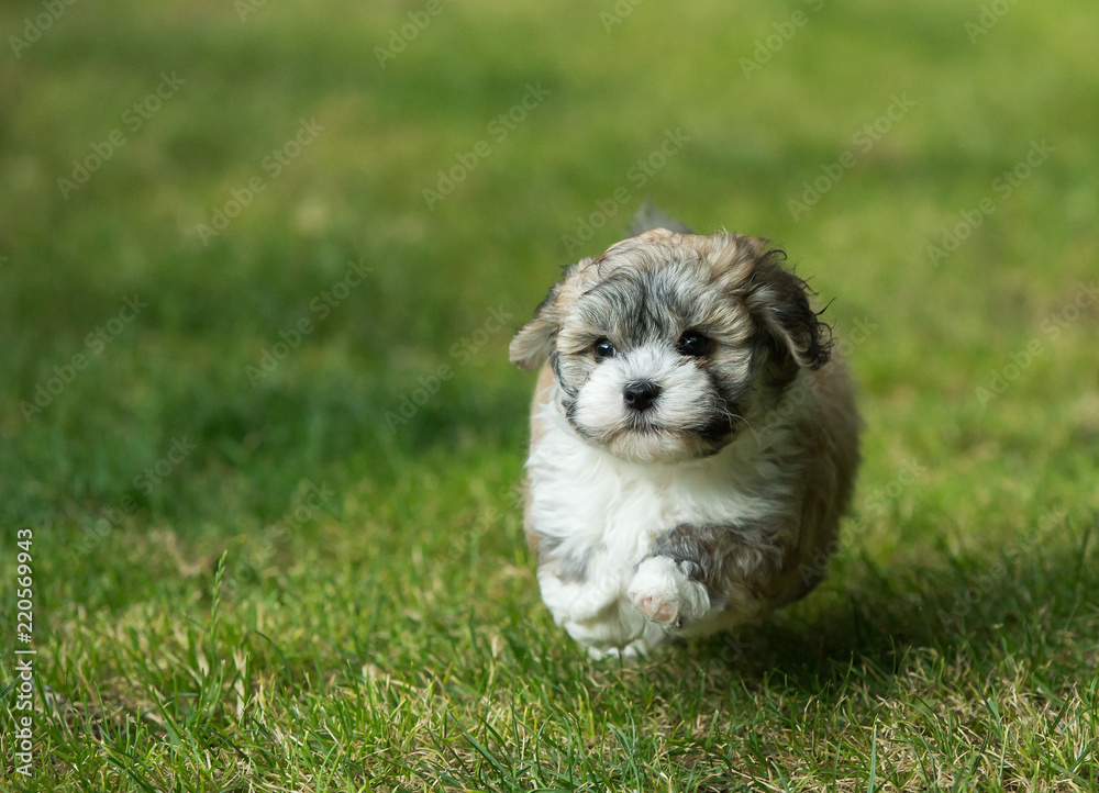 Fototapeta premium havanese puppy dog