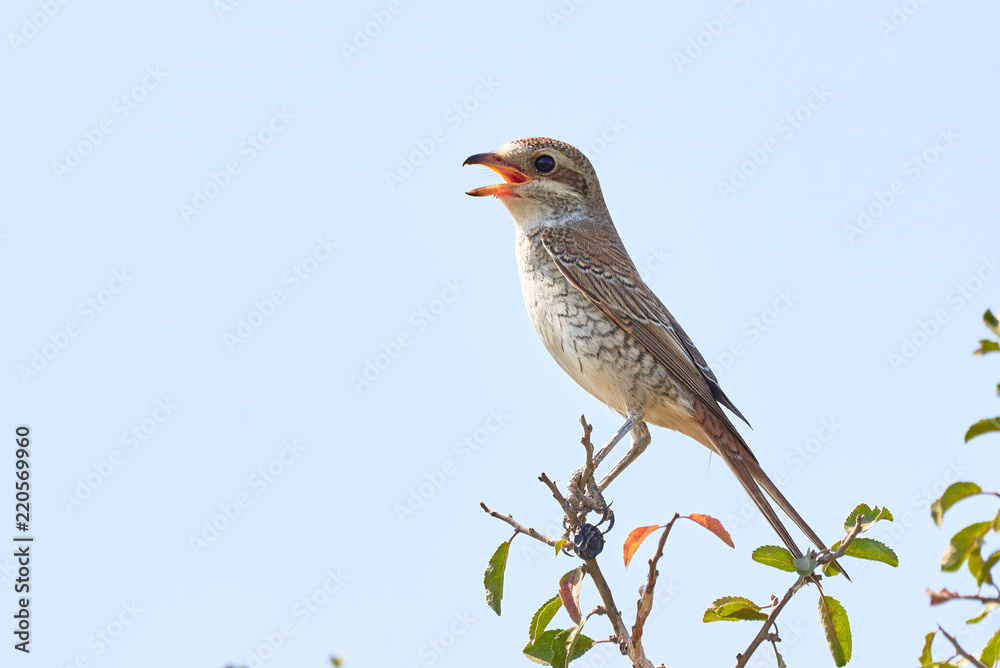 Red-backed shrike (Lanius collurio) female sitting on a branch