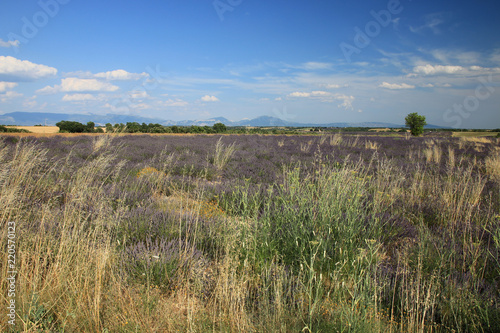 Fototapeta Naklejka Na Ścianę i Meble -  Lavendelfelder in der Provence
