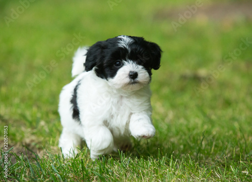 havanese puppy dog