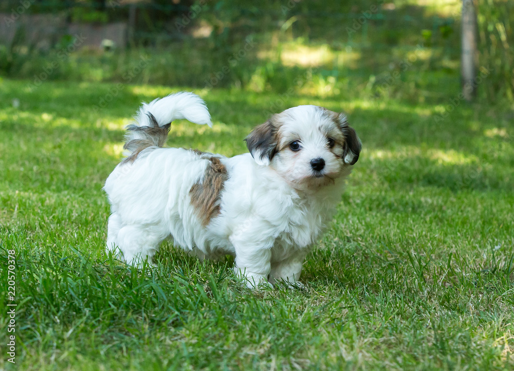 havanese puppy dog