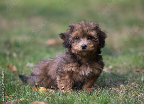 havanese puppy dog
