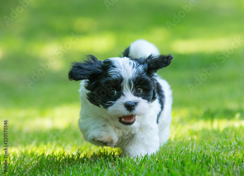 havanese puppy dog