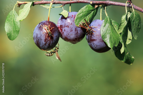  striped dangerous insects wasps flew in a garden on a branch with a crop of ripe purple fruits plums ripe them on a  day