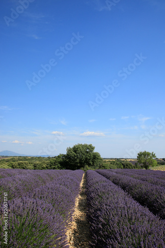 Fototapeta Naklejka Na Ścianę i Meble -  Lavendelfelder in der Provence