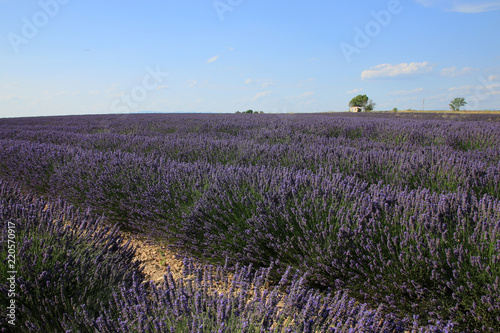 Fototapeta Naklejka Na Ścianę i Meble -  Lavendelfelder in der Provence