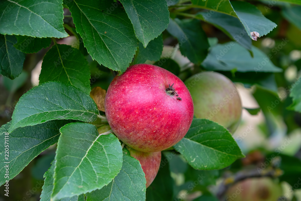 Red apples growing on trees Red apples growing on trees