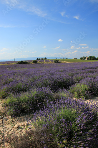 Fototapeta Naklejka Na Ścianę i Meble -  Lavendelfelder in der Provence