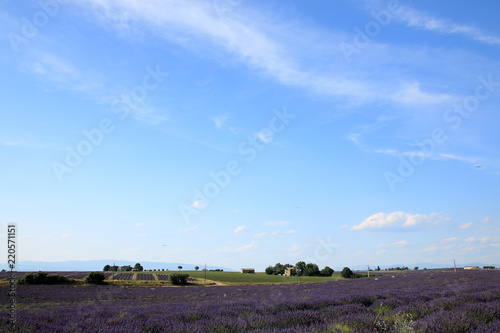 Fototapeta Naklejka Na Ścianę i Meble -  Lavendelfelder in der Provence