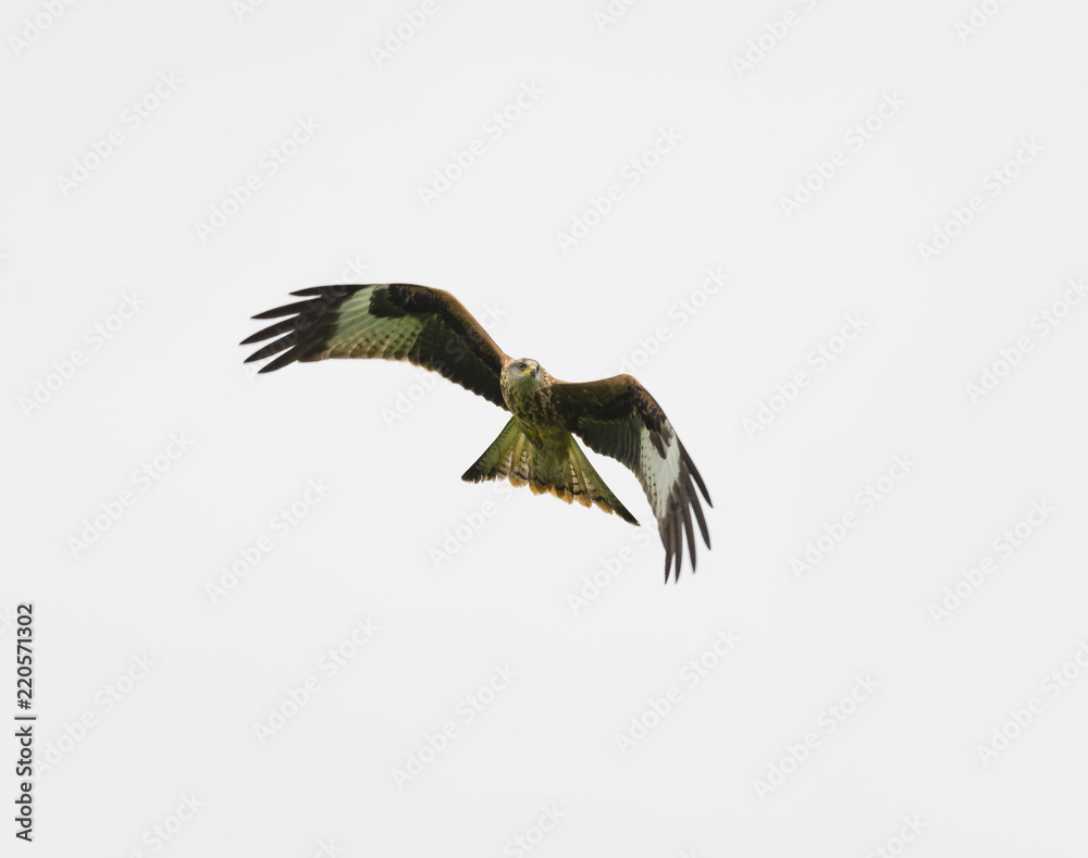 Obraz premium Red Kite