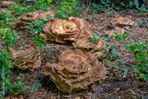 Turkey Tail Fungi