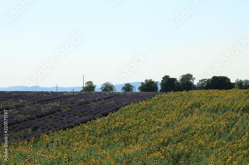 Fototapeta Naklejka Na Ścianę i Meble -  Lavendelfelder in der Provence