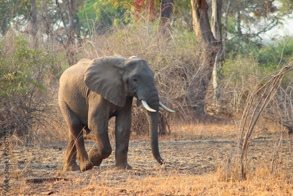 Obraz premium Elephant walking through the bushes in South Luangwa National Park - Zambia