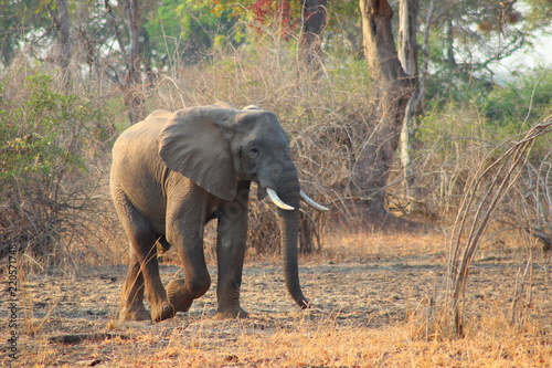 Elephant walking through the bushes in South Luangwa National Park - Zambia