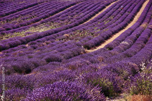Fototapeta Naklejka Na Ścianę i Meble -  Lavendelfelder in der Provence