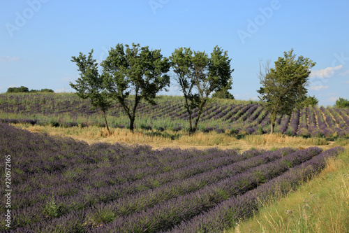 Fototapeta Naklejka Na Ścianę i Meble -  Lavendelfelder in der Provence