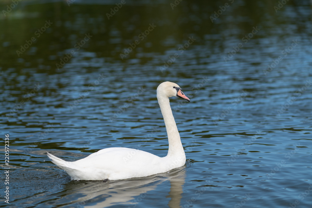 White mute swan swimming on water White mute swan swimming on water