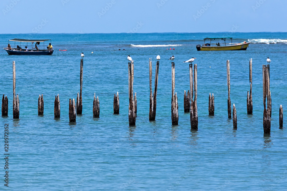 Royal terns perched on pillars in Cahuita National Park with boats on background - Costa Rica
