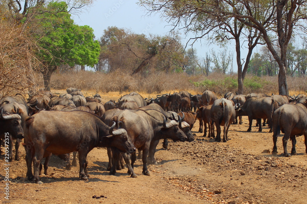 African buffaloes in South Luangwa National Park - Zambia