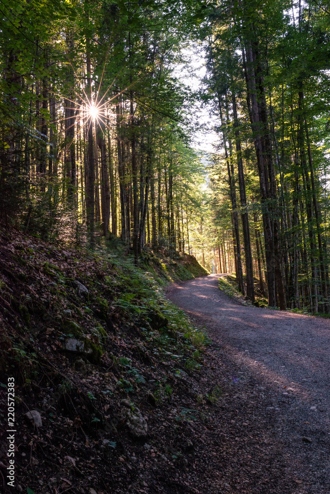 Naklejka premium Wald