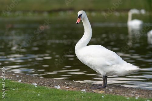 Adult white swan standing at the edge of a lake