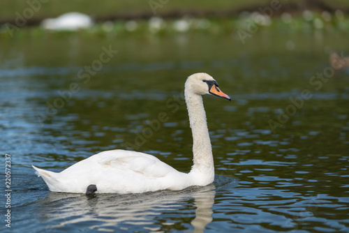 Graceful white swan swimming on a pond