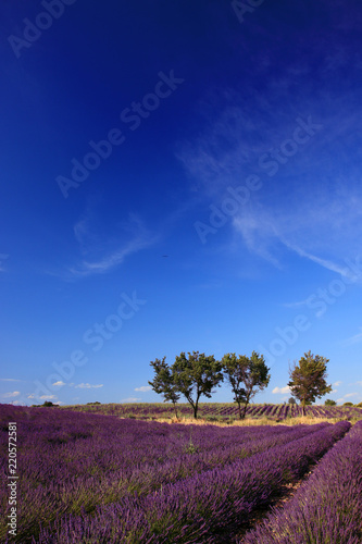 Fototapeta Naklejka Na Ścianę i Meble -  Lavendelfelder in der Provence