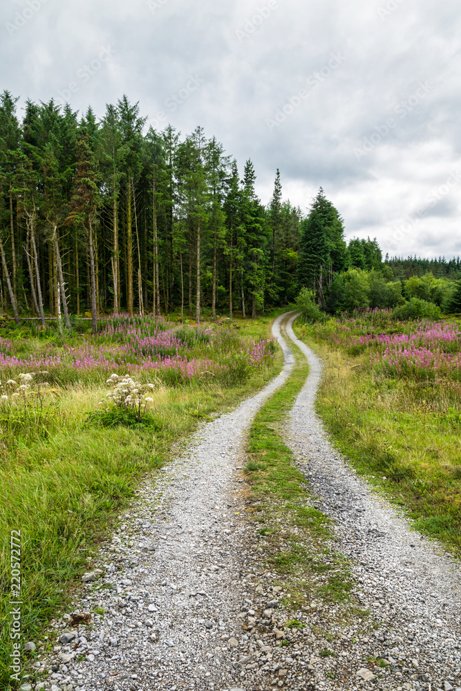 Obraz premium Curving Dirt road into the forest -3