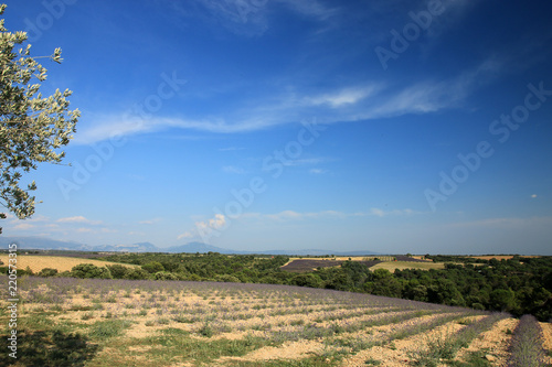 Fototapeta Naklejka Na Ścianę i Meble -  Lavendelfelder in der Provence