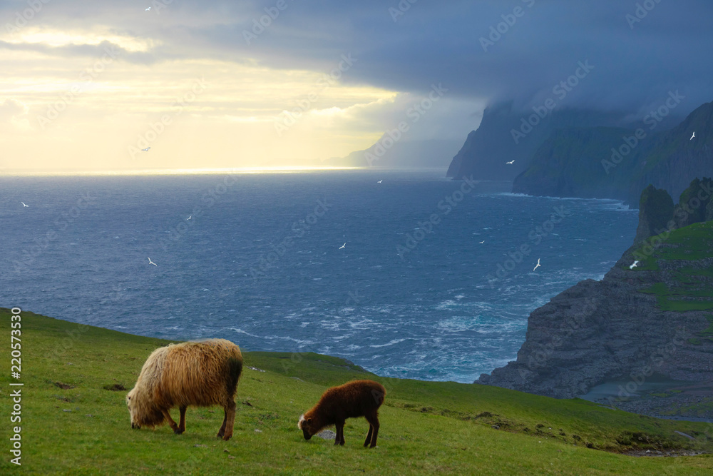 Obraz premium Adult sheep and lamb graze in the pasture with a beautiful view of the ocean.