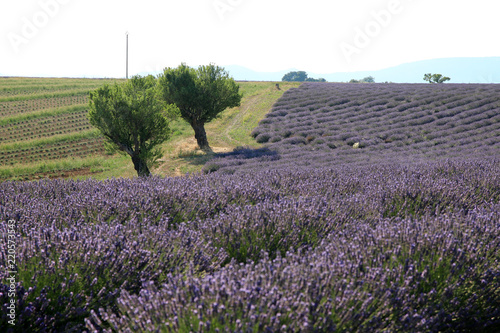 Fototapeta Naklejka Na Ścianę i Meble -  Lavendelfelder in der Provence