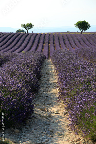 Fototapeta Naklejka Na Ścianę i Meble -  Lavendelfelder in der Provence