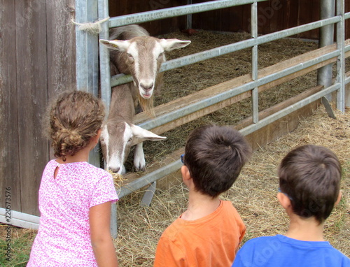 Bambini con le capre all'agriturismo photo