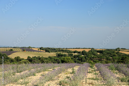 Fototapeta Naklejka Na Ścianę i Meble -  Lavendelfelder in der Provence