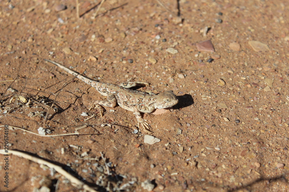 Variegated toadhead agama (lizard) in the Gobi desert Variegated toadhead agama (lizard) in the Gobi desert
