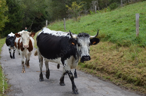 Fotografie Vogesenrind VACHES VOSGIENNES