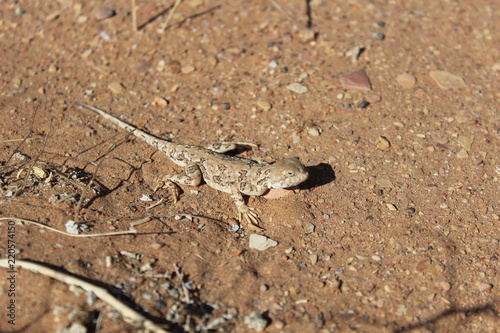 Fotografie Variegated toadhead agama (lizard) in the Gobi desert