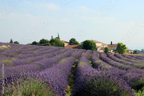 Fototapeta Naklejka Na Ścianę i Meble -  Lavendelfelder in der Provence