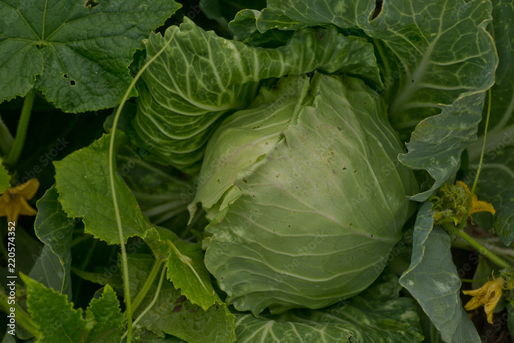 Fototapeta premium Background of cabbage leaves.